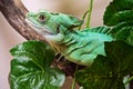 Plumed basilisk Royalty Free Stock Photo