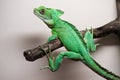 Plumed basilisk Royalty Free Stock Photo