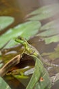 Plumed Basilisk, Green Basilisk