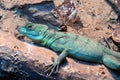 Plumed Basilisk Lizard Portrait Royalty Free Stock Photo