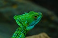 Plumed Basilisk Royalty Free Stock Photo