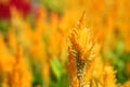 Plumed Celusia, Wool Flower or Celosia plumose Sel-LOH-shee-uh ploom-MOH-suh in garden Royalty Free Stock Photo