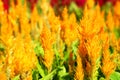 Plumed Celusia, Wool Flower or Celosia plumose Sel-LOH-shee-uh ploom-MOH-suh in garden Royalty Free Stock Photo