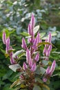 Plumed cockscomb Celosia argentea Wild Pink, dark pink panicles Royalty Free Stock Photo