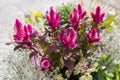 Plumed cockscomb flower Silver cock`s comb herbaceous plant gr