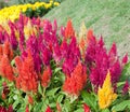 Plumed cockscomb flowers