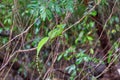 Plumed green basilisk (Basiliscus plumifrons) Cano Negro, Costa Rica wildlife