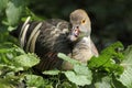 Plumed whistling duck