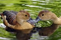 Plumed Whistling Duck