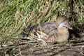 The plumed whistling duck is resting in the tall grass