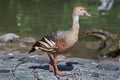 Plumed whistling duck Dendrocygna eytoni