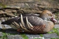 Plumed whistling duck Dendrocygna eytoni