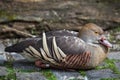 Plumed whistling duck Dendrocygna eytoni