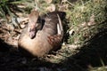 the plumed whistling duck is resting in the shade