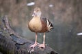 the plumed whistling duck is standing on a tree trunk