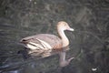 this is a plumed whistling duck swimming