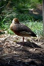 the plumed whistling duck is resting