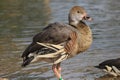 Plumed Whistling Duck standing in water.