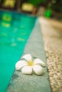 The plumeia. Beautiful lotus flower on the swimming pool Royalty Free Stock Photo