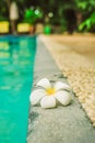 The plumeia. Beautiful lotus flower on the swimming pool Royalty Free Stock Photo