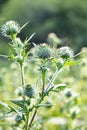 Plumeless thistles plant, nature photos