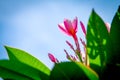 Plumeria