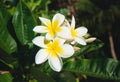 Plumeria Acutifolia Flowers Royalty Free Stock Photo