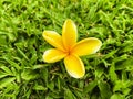 Plumeria Alba, Beautyfull yellow flower in the green gress. Green backgroun.