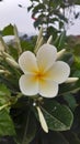 A plumeria alba family plant flower