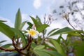 Plumeria alba flower blooming with a blue sky background