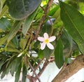 Plumeria alba flower champa