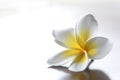 A plumeria alba flower