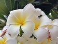 Plumeria Alba, the flowers and aroma are distinctive, has a white crown which usually has five strands.