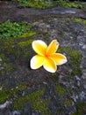 plumeria alba flowers falling on a mossy rock