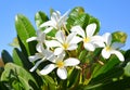 Plumeria alba is a species of flowering plant in the genus Plumeria