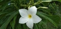 Plumeria alba useful tropical plant white flower back Green Leaves