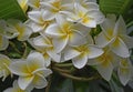 Plumeria alba white frangipani