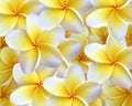 Plumeria Background