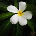 Plumeria background Royalty Free Stock Photo