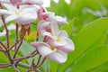 Plumeria beautiful pink inflorescence