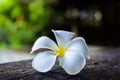 Close up of Plumeria or Frangipani,Spa