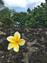 Plumeria on Black sand beach Ocean scene in maui hawaii Royalty Free Stock Photo