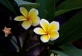 Plumeria Blooms Royalty Free Stock Photo