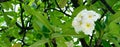 Plumeria Blooms in Tree Royalty Free Stock Photo