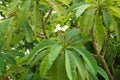 Plumeria blooms with white-yellow flowers in August. Rhodes Island, Greece Royalty Free Stock Photo