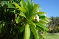 Plumeria blooms with white-yellow flowers in August. Rhodes Island, Greece Royalty Free Stock Photo