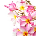 Plumeria