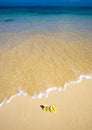 Plumeria blossoms lie on white sand Royalty Free Stock Photo