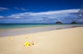 Plumeria blossoms on a tropical beach Royalty Free Stock Photo