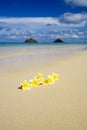 Plumeria blossoms on a tropical beach Royalty Free Stock Photo